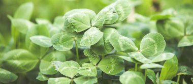  Taze yeşil yonca bahar arkaplanı