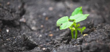 Kuraklık iklim değişikliği arka planından filizlenen