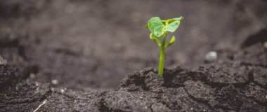 Kuraklık iklim değişikliği arka planından filizlenen