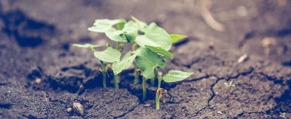 Germe Sécheresse Contexte Changement Climatique — Photo