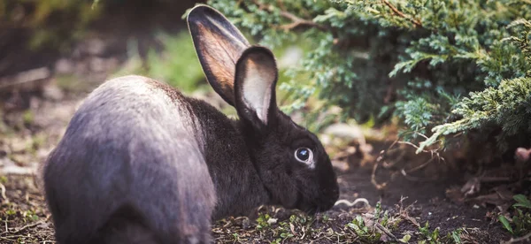 外面花园里玩的黑兔 — 图库照片