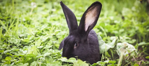 Black Rabbit Playing Garden — Stock Photo, Image