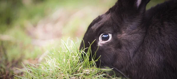 外面花园里玩的黑兔 — 图库照片
