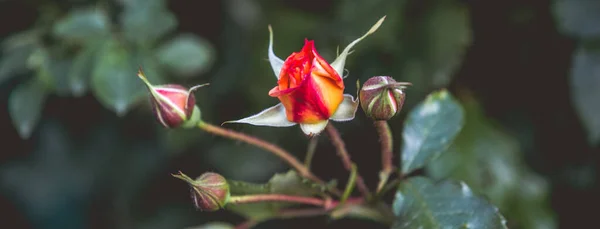 Rose Brotes Florecientes Fondo Primavera — Foto de Stock