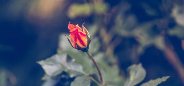 Rose Blühende Knospen Frühling Hintergrund — Stockfoto