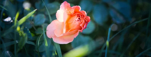 Rose Blühende Knospen Frühling Hintergrund — Stockfoto