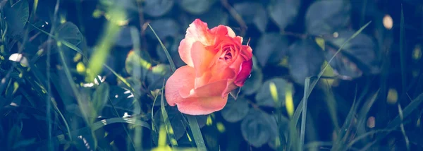 Rose Blühende Knospen Frühling Hintergrund — Stockfoto