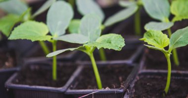 Tohum veya Tohumlardan Sebze Bahçesi Kurmak