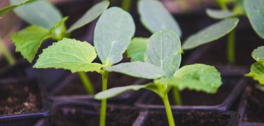 Tohum veya Tohumlardan Sebze Bahçesi Kurmak
