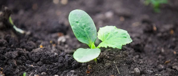 Ξεκινώντας Ένα Φυτικό Κήπο Από Σπόρους Seedlings — Φωτογραφία Αρχείου