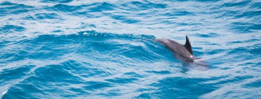 Vahşi yunuslar okyanusta özgürce yüzüyor.