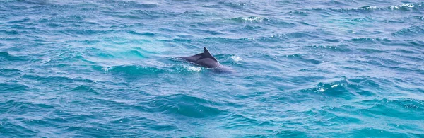 Wild Dolphins Swimming Free Ocean — Stock Photo, Image