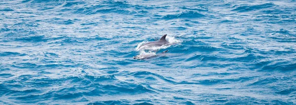 Dauphins Sauvages Nageant Librement Dans Océan — Photo