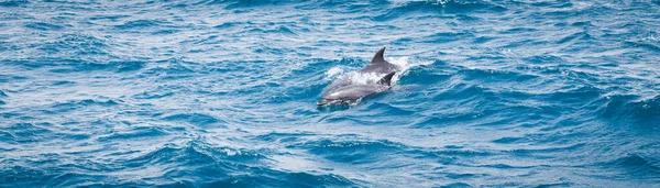 Dzikie Delfiny Pływające Oceanie — Zdjęcie stockowe