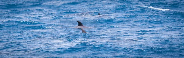 Wild dolphins swimming free in the ocean