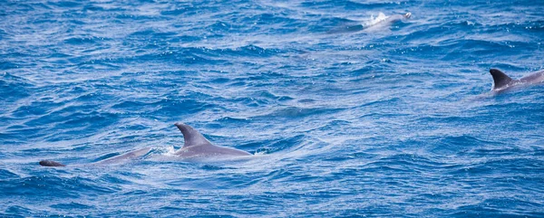 野生のイルカが海で自由に泳ぐ — ストック写真