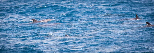 Дикие Дельфины Свободно Плавают Океане — стоковое фото