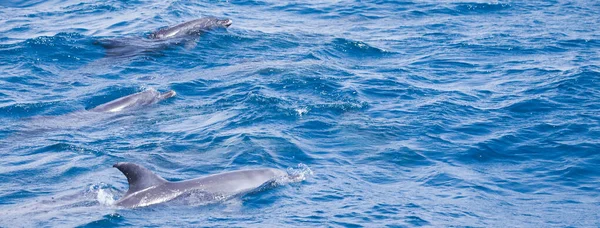 Golfinhos Selvagens Nadando Livres Oceano — Fotografia de Stock