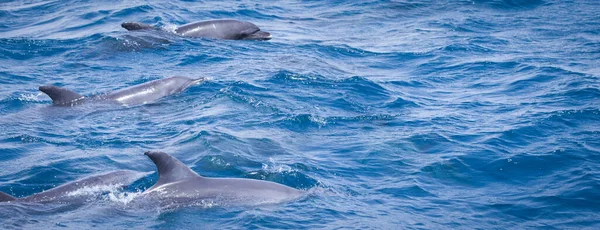 Dauphins Sauvages Nageant Librement Dans Océan — Photo