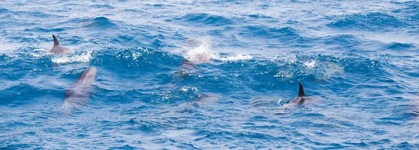 Golfinhos Selvagens Nadando Livres Oceano — Fotografia de Stock