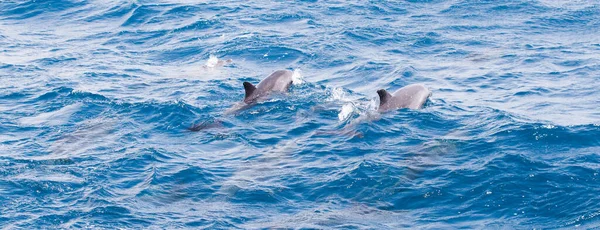 Дикие Дельфины Свободно Плавают Океане — стоковое фото