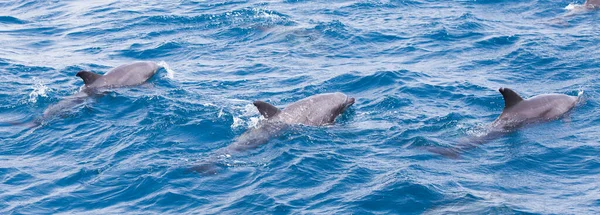 Wild Dolphins Swimming Free Ocean — Stock Photo, Image