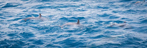 Delfines Salvajes Nadando Gratis Océano — Foto de Stock
