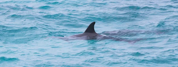 Dauphins Sauvages Nageant Librement Dans Océan — Photo