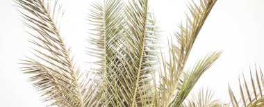 Retro palmiye ağacı yaz arkaplanı