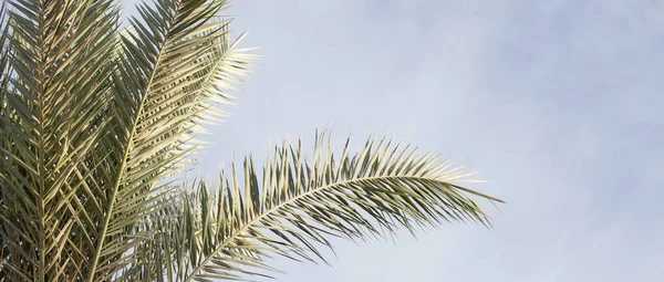 Retro Palme Sommer Hintergrund — Stockfoto
