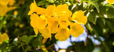 Yaz arkaplanındaki tropik çiçekler