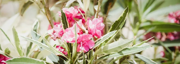 Тропические Цветы Цвету Летний Фон — стоковое фото