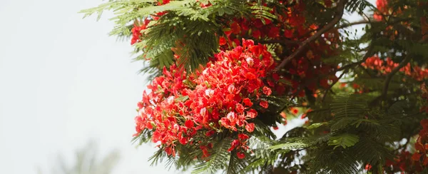 Flores Tropicales Flor Fondo Verano — Foto de Stock