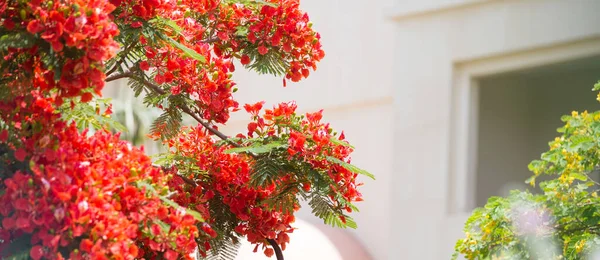 Tropiska Blommor Blom Sommar Bakgrund — Stockfoto
