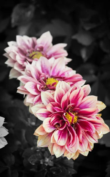 Biało-czarna Dalia kwiat Dalii zbliżenie, czerwony — Zdjęcie stockowe