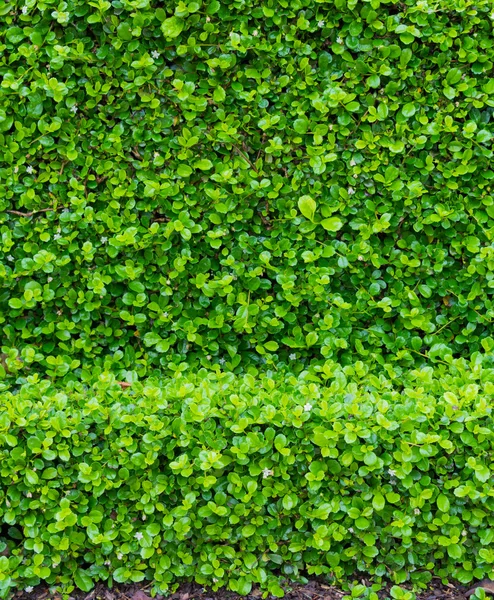 Cespuglio di albero del tè fujian, arbusto di tè fujian, giardino zaino verde della pianta — Foto Stock