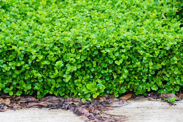 Cespuglio dell'albero del tè fujian, arbusto del tè fujian, pianta verde del giardino — Foto Stock