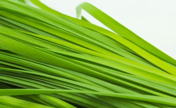 Fresh green Garlic chives vegetable, white Garlic chives — Stock Photo, Image