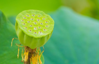 Lotus çiçeği tohumu