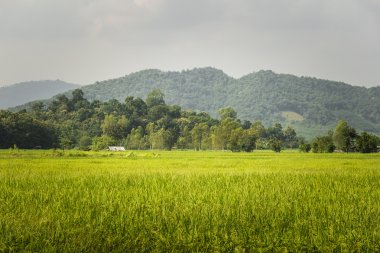 Pirinç alan chiang rai Tayland