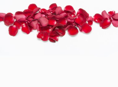 Beyaz arkaplanda kırmızı gül yaprağı