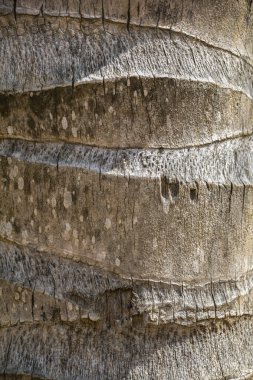 Hindistan cevizi gövde doku