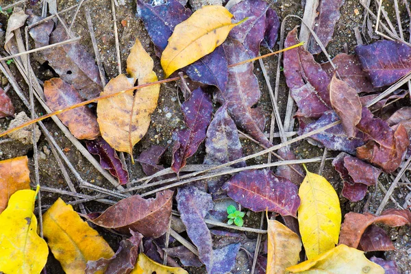 Mucchio di congedo a terra — Foto Stock