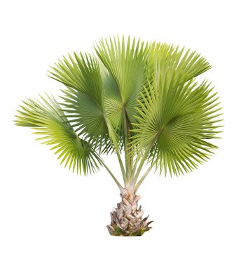Copernicia baileyana palm isolated with clipping path clipart