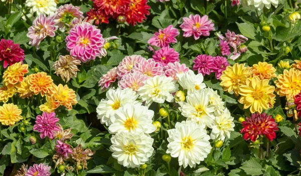 Dahlia garden w różnych kolorach — Zdjęcie stockowe