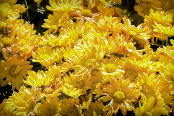 Gerbera daisies tło żółty — Zdjęcie stockowe