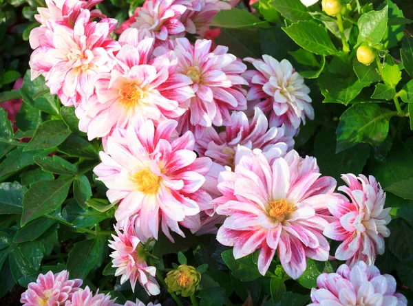 분홍빛 달리아 꽃 — 스톡 사진
