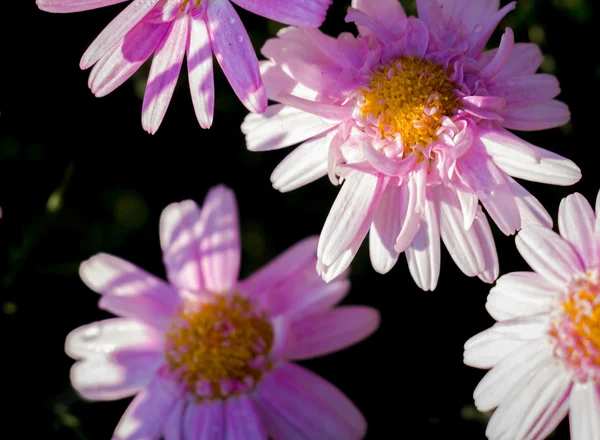 퍼플 데이지 꽃 — 스톡 사진