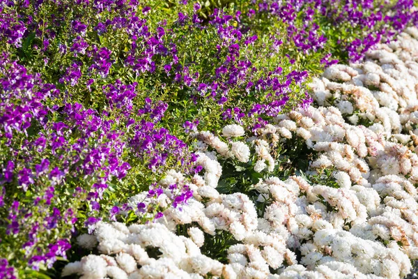 Két típusú virág, fehér és lila háttér — Stock Fotó