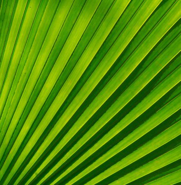 Fan Plam yaprak arka plan